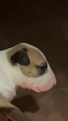 lou Prouvencaou - Bull Terrier - Portée née le 15/01/2022