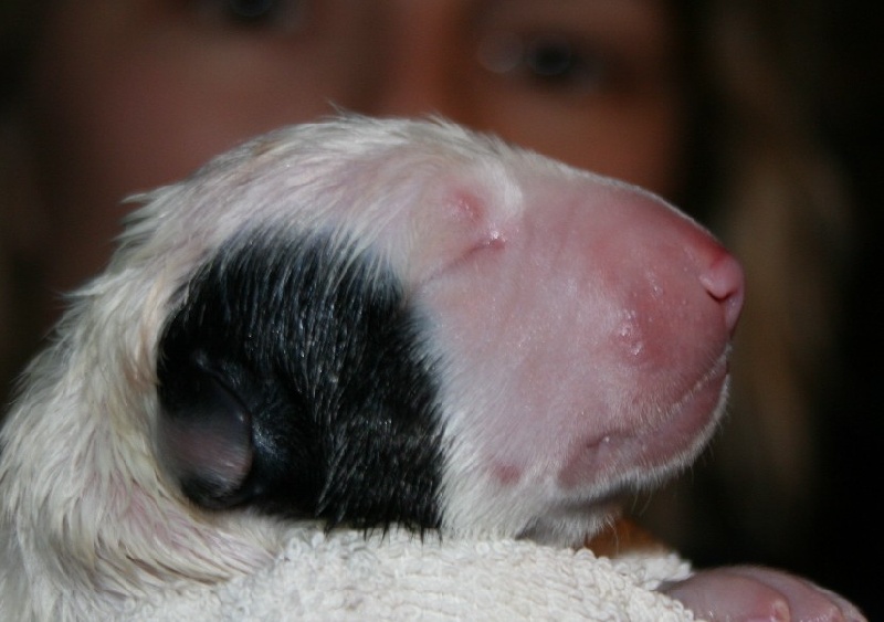 lou Prouvencaou - Bull Terrier - Portée née le 26/05/2008