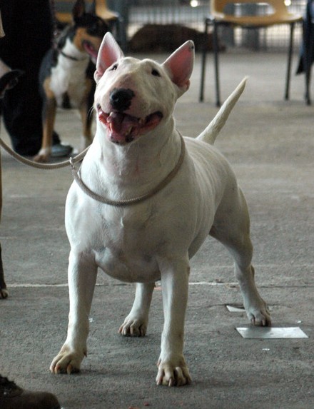 Tandoori lou Prouvencaou