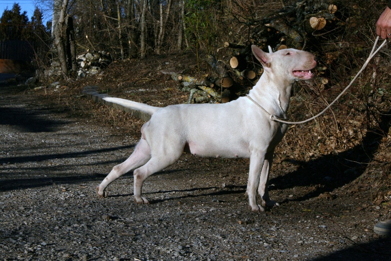 Frajhaou blanquinello lou Prouvencaou