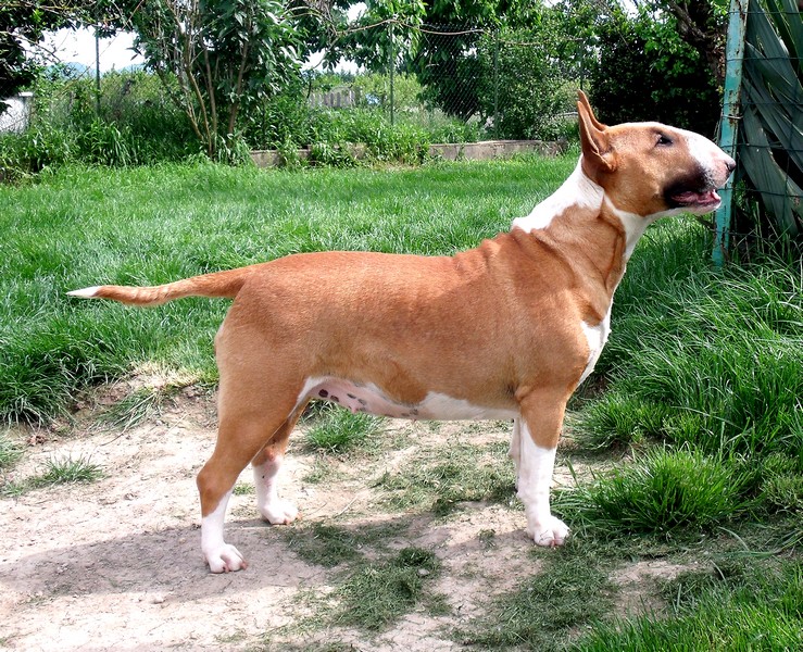 Farbala fiau daou miejhour lou Prouvencaou