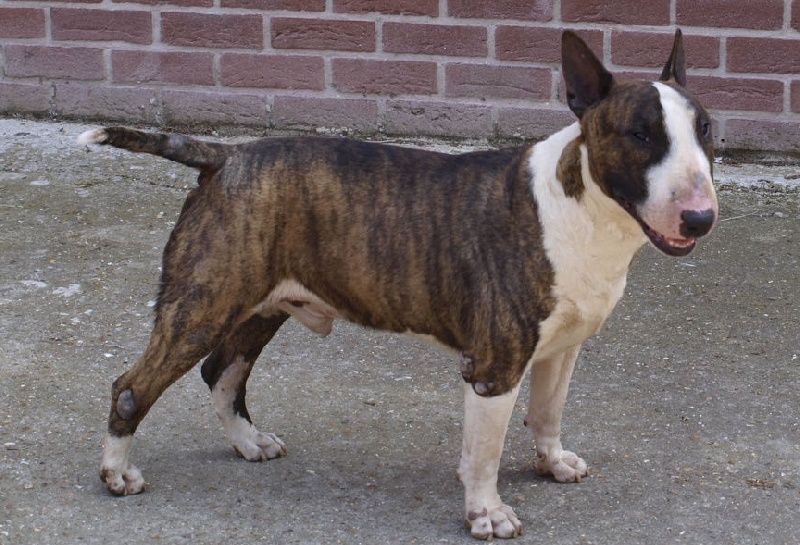 Diable estre dit dexter lou Prouvencaou