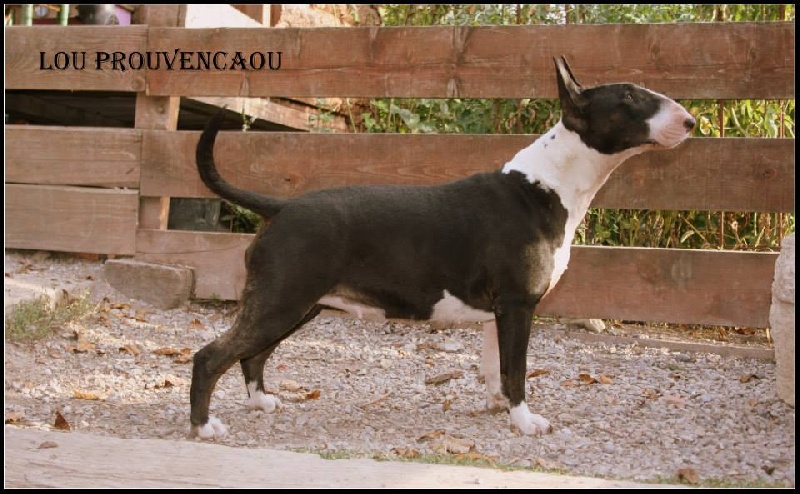 Haouto courduro lou Prouvencaou