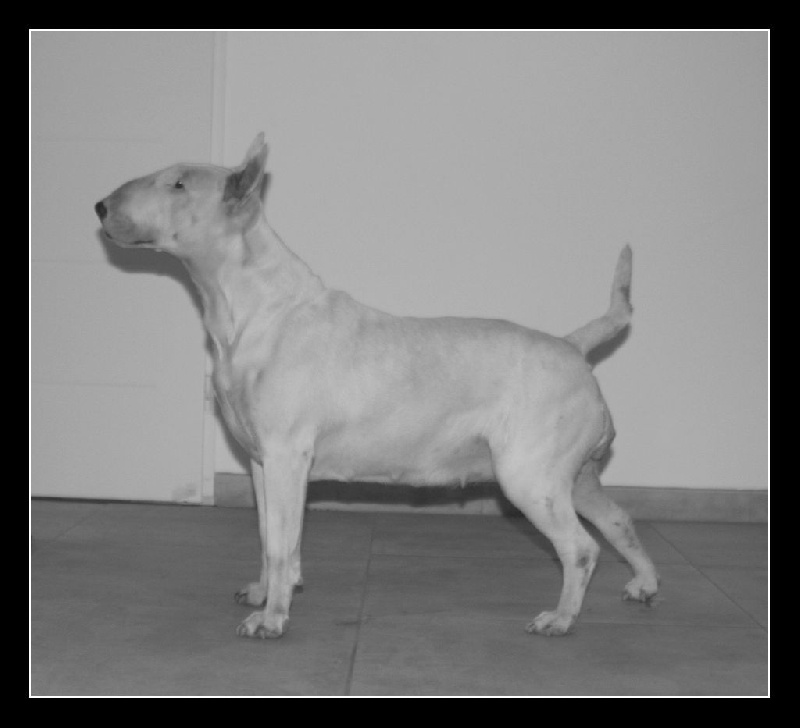 Flour floures lou Prouvencaou